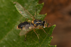 Euparyphus