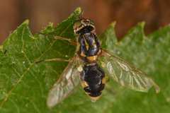 Euparyphus