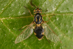 Euparyphus