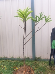 Acronychia wilcoxiana