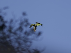 Amazona viridigenalis