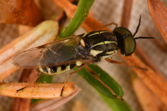 Euparyphus