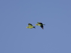 Amazona viridigenalis