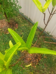 Acronychia wilcoxiana