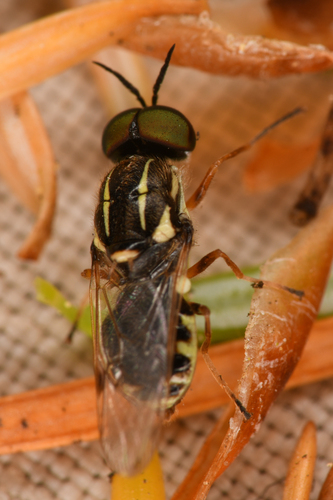 Crowned Euparyphus photo 2