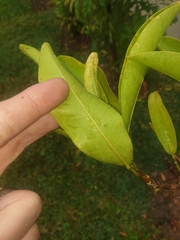 Acronychia wilcoxiana