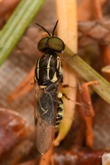 Euparyphus