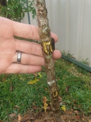 Acronychia wilcoxiana