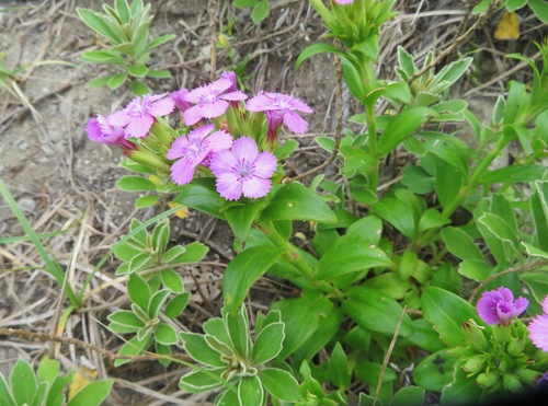 Image of Seashore Pink (Dianthus japonicus) by (c) Marco Mussita, some rights reserved (CC BY)
