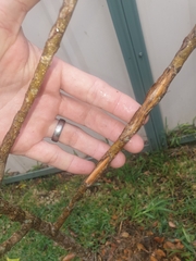 Acronychia wilcoxiana