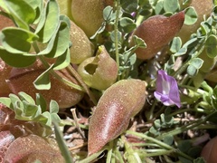 Astragalus megacarpus