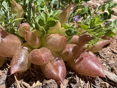 Astragalus megacarpus