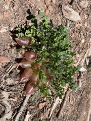 Astragalus megacarpus
