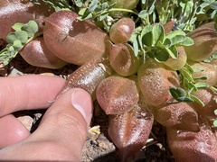 Astragalus megacarpus