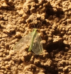 Chrysoperla comanche