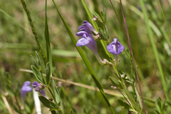 Scutellaria siphocampyloides