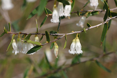 Styphelia biflora