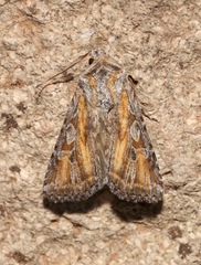 Euxoa pluralis