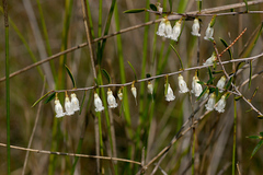 Styphelia biflora