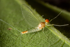 Callibaetis ferrugineus ferrugineus