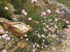 Lachnaea globulifera incana