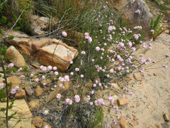 Lachnaea globulifera incana
