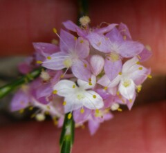Lachnaea globulifera incana