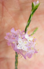 Lachnaea globulifera incana