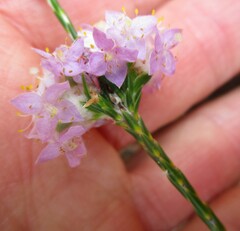 Lachnaea globulifera incana
