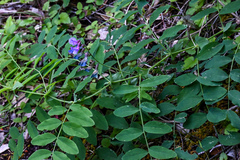 Lathyrus polyphyllus
