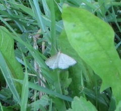 Psammotis pulveralis