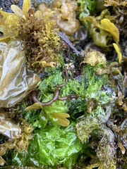 Nemalion elminthoides