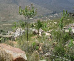 Lobostemon laevigatus