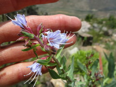 Lobostemon laevigatus