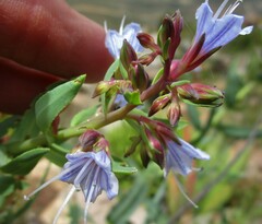 Lobostemon laevigatus
