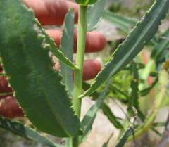 Lobostemon laevigatus