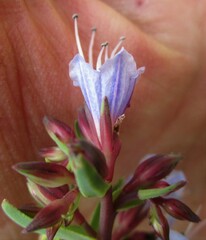 Lobostemon laevigatus