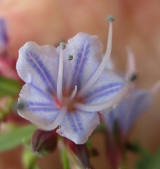 Lobostemon laevigatus