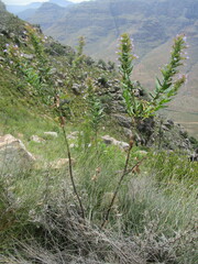 Lobostemon laevigatus