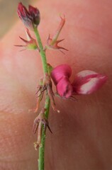 Indigofera venusta