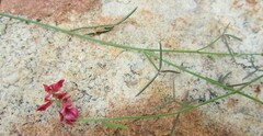 Indigofera venusta
