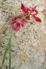 Indigofera venusta