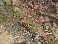 Indigofera venusta