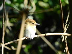 Cnemotriccus fuscatus