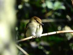 Cnemotriccus fuscatus