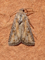 Euxoa pluralis