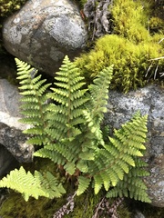 Dryopteris komarovii
