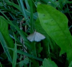 Psammotis pulveralis