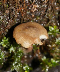 Armillaria hinnulea
