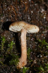 Armillaria hinnulea